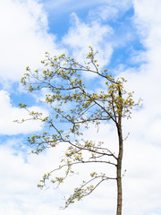 spring in city - blossoming maple tree with blue sky and white clouds on background on sunny day