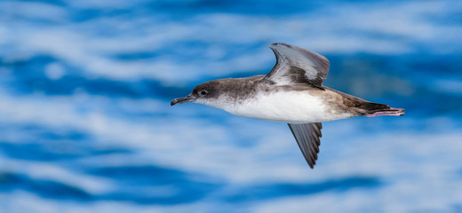 A balearic shearwater (Puffinus mauretanicus) flying in in the Mediterranean Sea and diving to get fish