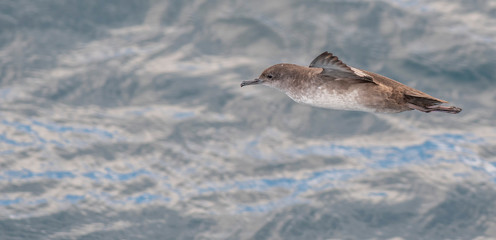 A balearic shearwater (Puffinus mauretanicus) flying in in the Mediterranean Sea and diving to get fish