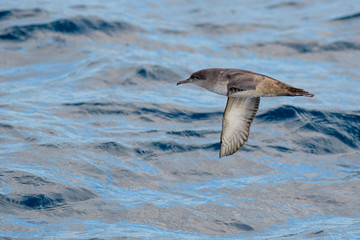A balearic shearwater (Puffinus mauretanicus) flying in in the Mediterranean Sea and diving to get fish