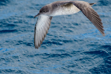 A balearic shearwater (Puffinus mauretanicus) flying in in the Mediterranean Sea and diving to get fish