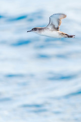 A balearic shearwater (Puffinus mauretanicus) flying in in the Mediterranean Sea and diving to get fish