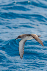 A balearic shearwater (Puffinus mauretanicus) flying in in the Mediterranean Sea and diving to get fish