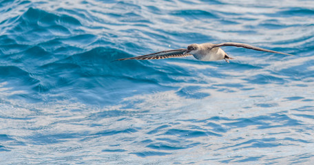 A balearic shearwater (Puffinus mauretanicus) flying in in the Mediterranean Sea and diving to get fish