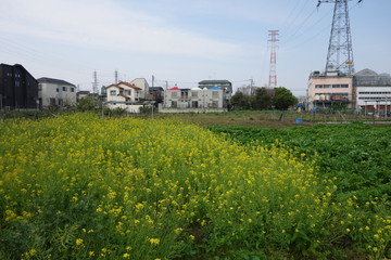 5月の菜の花畑