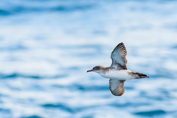 A balearic shearwater (Puffinus mauretanicus) flying in in the Mediterranean Sea and diving to get fish