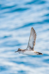 A balearic shearwater (Puffinus mauretanicus) flying in in the Mediterranean Sea and diving to get fish
