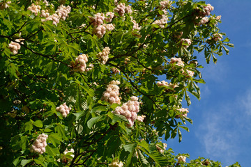 schlosspark worms-herrnsheim
