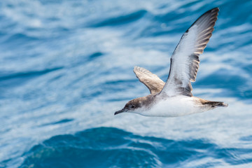 A balearic shearwater (Puffinus mauretanicus) flying in in the Mediterranean Sea and diving to get fish