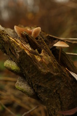 Wild mushrooms in the forest in autumn season
