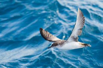 A balearic shearwater (Puffinus mauretanicus) flying in in the Mediterranean Sea and diving to get fish