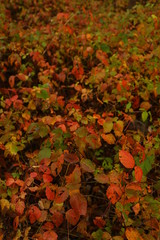 Colored leaves in the autumn season
