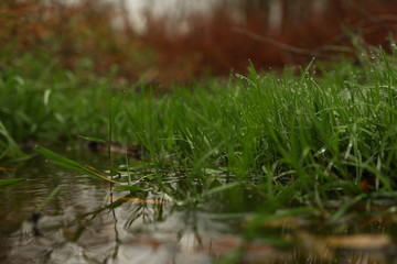 Water drops on the plants in wilderness