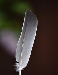 a feather in the sky