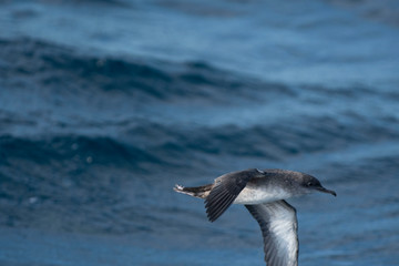 A balearic shearwater (Puffinus mauretanicus) flying in in the Mediterranean Sea and diving to get fish