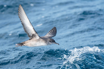 Naklejka premium A balearic shearwater (Puffinus mauretanicus) flying in in the Mediterranean Sea and diving to get fish