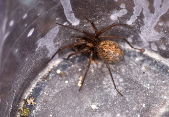 huge scary spider in the shed
