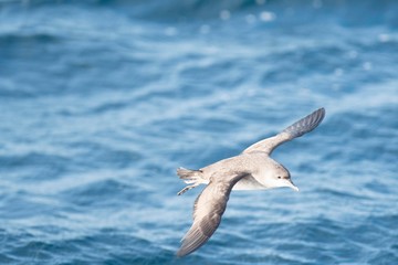 A balearic shearwater (Puffinus mauretanicus) flying in in the Mediterranean Sea and diving to get...