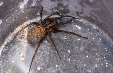 huge scary spider in the shed
