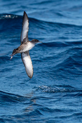 A balearic shearwater (Puffinus mauretanicus) flying in in the Mediterranean Sea and diving to get fish