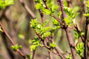 Naklejka premium young growing branch in spring