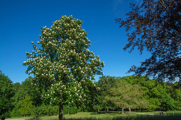 Fototapeta premium schlosspark worms-herrnsheim
