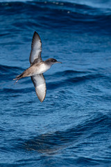 A balearic shearwater (Puffinus mauretanicus) flying in in the Mediterranean Sea and diving to get fish