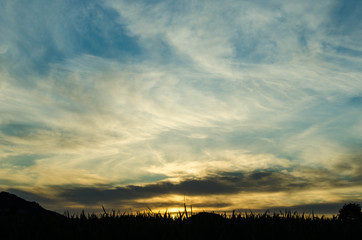 Obraz premium spring landscapes with grass as the protagonist.