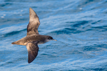 Fototapeta premium A balearic shearwater (Puffinus mauretanicus) flying in in the Mediterranean Sea and diving to get fish