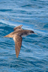 A balearic shearwater (Puffinus mauretanicus) flying in in the Mediterranean Sea and diving to get fish