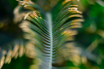 succulent palm leaves on a beautiful blurry background