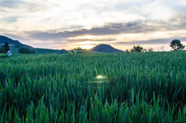 spring landscapes with grass as the protagonist.