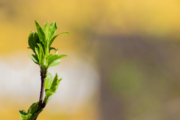 young growing branch in spring