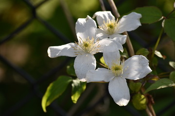 white petaled clematis in flower
