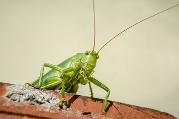 Grashüpfer