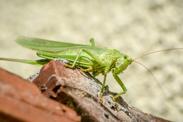 Grashüpfer