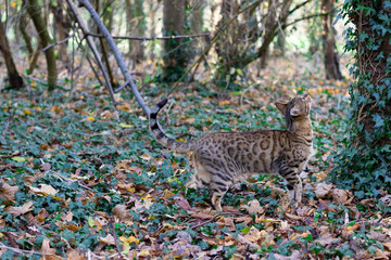 Stunning Bengal cat in the wild
