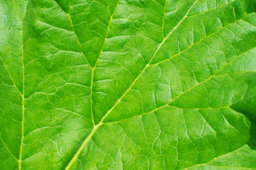 Green leaf background macro texture