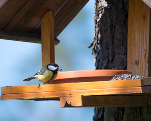 Close up Great tit, Parus major bird perched on the bird feeder table with sunflower seed in beak. Bird feeding concept. Selective focus.