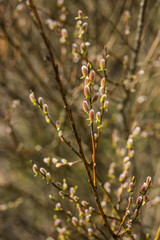 Blooming willow in the garden, willow in the forest