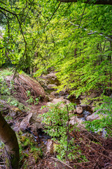 Fototapeta premium Wanderung zu den Rißloch Wasserfälle bei Bodenmais | Naturerlebnis Bayerischer Wald