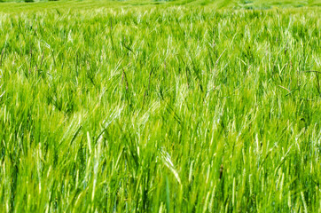 spring landscapes with grass as the protagonist.