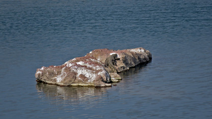Crocodile on a rock