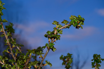 Branches with spring foliage of a currant bush against a bonfire