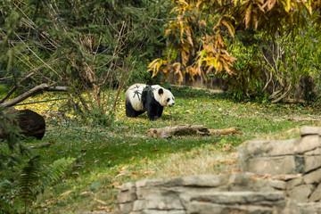 Adorable panda in enclosure of zoo on sunny day