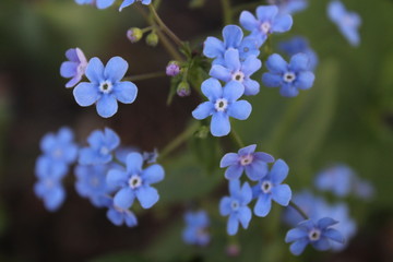 forget me not flowers