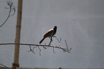 Red Vented Bulbul