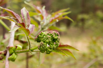 young growing branch in spring