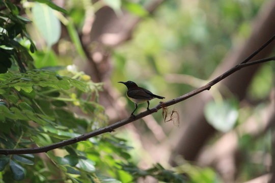 Purple Rumped Sunbird