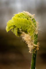 Fototapeta premium A solitary fern emerges from the forest floor in Kettle Moraine State Forest, Wisconsin.